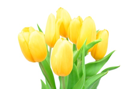 Closeup Yellow Tulips Spring Flowers Isolated on white background, Spring Flowers.の写真素材