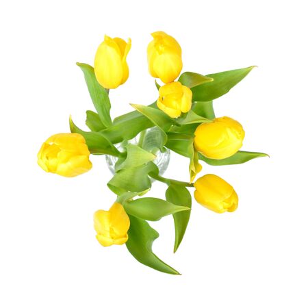 Yellow tulips in a glass vase isolated on white background, yellow spring flowers top view.の写真素材
