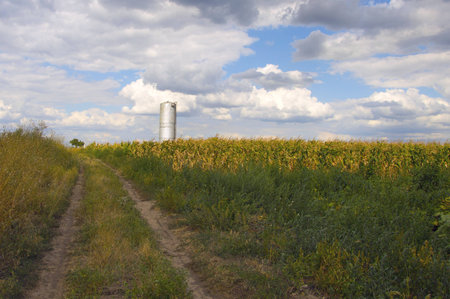 water tower in a cornfield near the country road.の写真素材