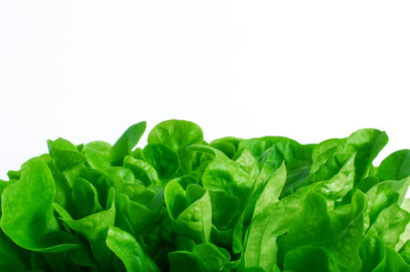 lettuce salad leaves on a white background with space for text on topの写真素材