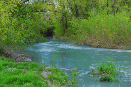 River in the forest thicket. Forest river backgroundの写真素材