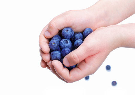 Blueberries in children's hands on white backgroundの写真素材