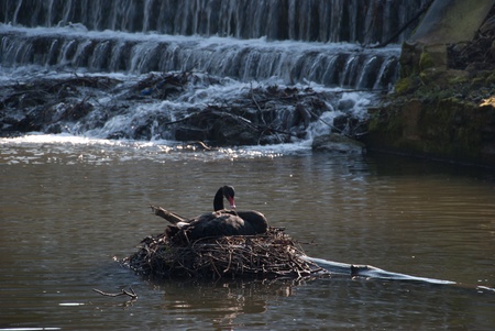 Black swan on nest with waterfall in backgroundの写真素材