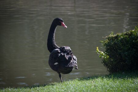 Black swan standing on one leg on river bank.の写真素材