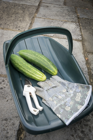 Two freshly picked cucumbers with a pair of gloves and secateurs in a green plastic trugの写真素材