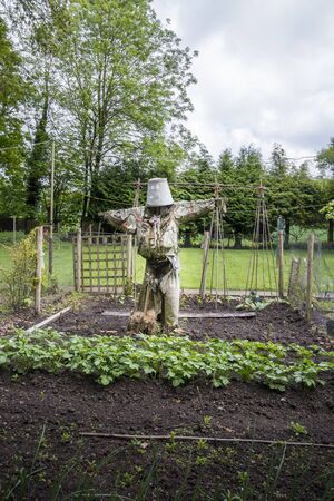 A scarecrow guarding the vegetable patch in a gardenの写真素材