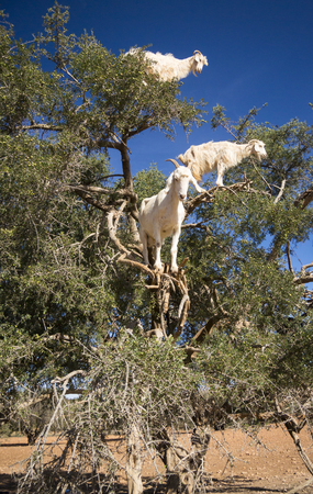 Tamri goats climing on argan trees  in Morocco, Africa. Argan Oil is produced by using the seeds of the trees and is used for skin care, cosmetics and beauty productsの写真素材