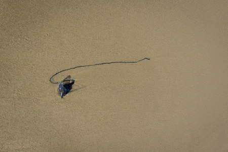 Bluebottle jelly fish, also known as the Portuguese man-o-war, washed up on the beachの写真素材