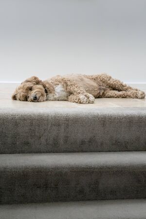 A male Cockapoo dog laying down at the top of the stairsの写真素材