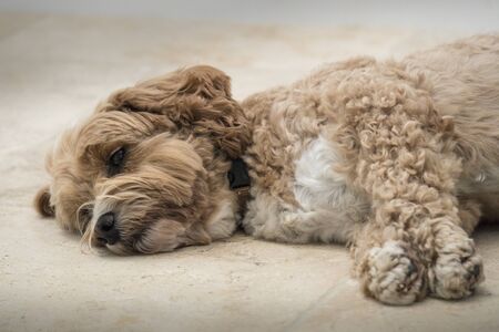 Head and front legs of a Cockapoo dog laying down on the floor rlaxingの写真素材