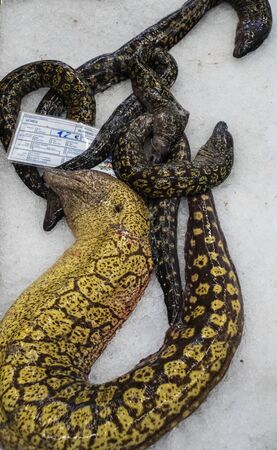 Moray eels for sale on a market stall