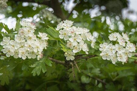 Hawthorn blossom and green leaves in the spring, UKの写真素材