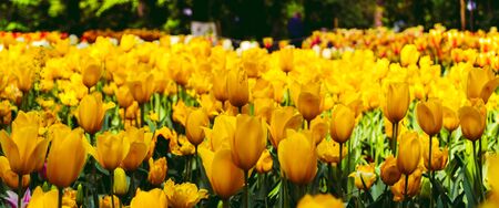 Yellow tideの写真素材