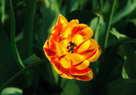 Yellow tulipの写真素材