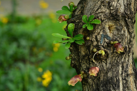 Bordered on the trunk of a Alstonia scholarisの写真素材