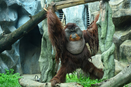 The monkeys uncle is a big furry.の写真素材