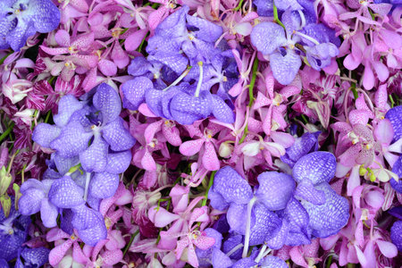 Purple Orchid.の写真素材