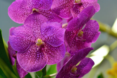 Pink Orchid.