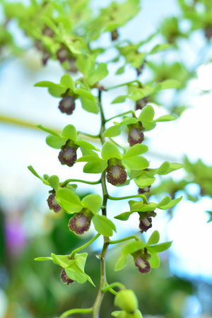 Green Orchid.の写真素材
