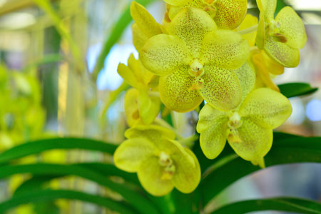 Yellow Orchid.