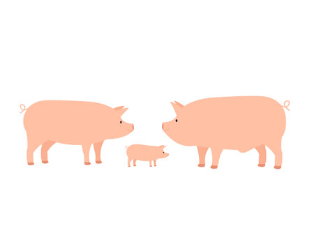 Family of farm domestic pig, mom dad and pigletのイラスト素材