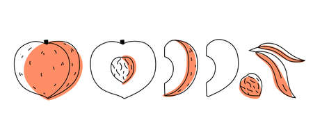 Peach outline doodle with spots. Whole, pieces, seed and leavesのイラスト素材