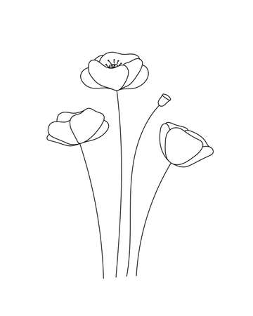 Papaver poppy doodle flower. Black and white with line art. Hand Drawn Botanical Illustrationのイラスト素材