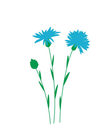 Blue centaurea plant on white background.のイラスト素材