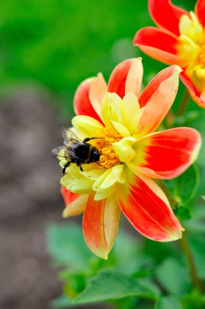 Little bee on beautiful red and yellow flower outdoors in the gardenの写真素材