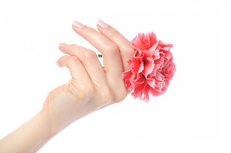 Beautiful hand with perfect french manicure on treated nails holding carnation flower. isolated on white background の写真素材