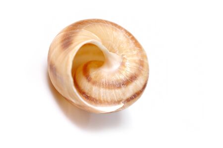 Beautiful sea shell. isolated on white backgroundの写真素材