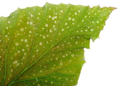 Texture of a wet green leaf as background isolated over white