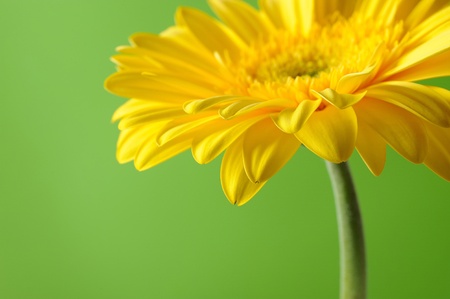 Delicate background with Beautiful yellow gerber flower の写真素材