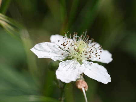 Beautiful macro shot wild white flower outdoors in a gardenの写真素材
