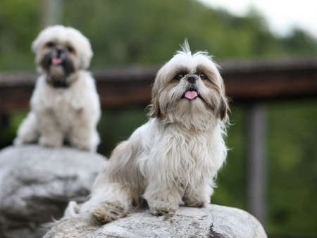 Cute funny shih tzu breed dog outdoors barkingの写真素材