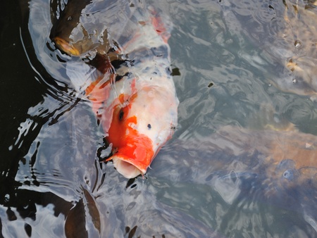 Colorful Koi or carp chinese fish in waterの写真素材