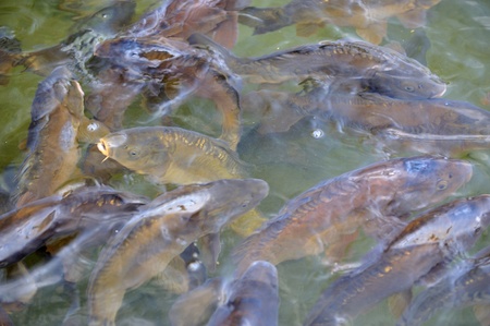 Many carp fishes in a water during feeding timeの写真素材