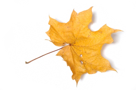 yellow autumn leaf isolated on white backgroundの写真素材