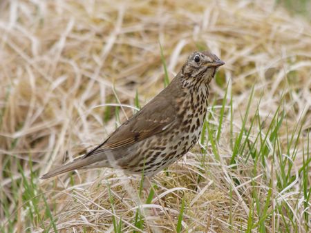 Song Thrush
