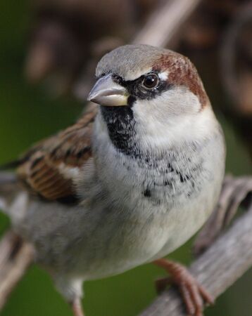 House Sparrowの写真素材