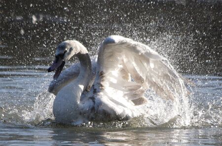Mute Swanの写真素材