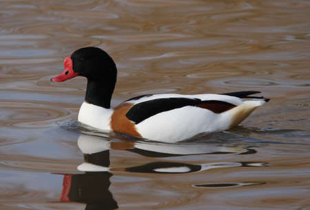 Shelduckの写真素材