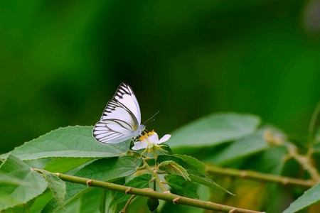 White butterfly on a white flowerの素材