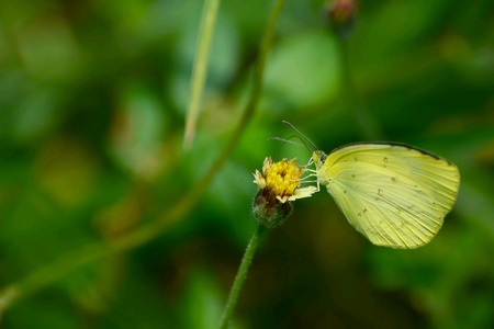 Yellow butterfly on a white flowerの素材