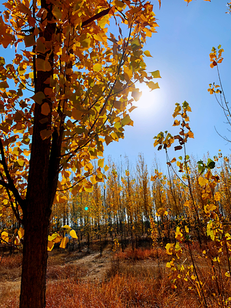 autumn forestの写真素材