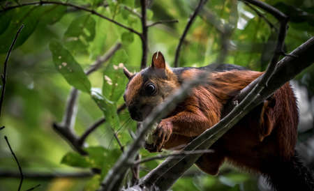 squirrel in rainforest costa rica