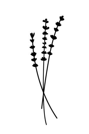 Silhouette of a sprig of lavender on a white backgroundのイラスト素材