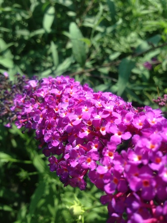 Purple flower at Omaha Nebraska botanical gardensの素材
