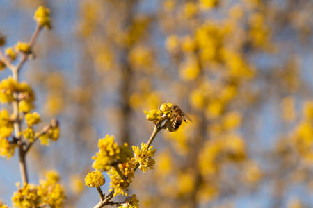 Honeybee on yellow flowers of Cornelian cherry dogwood blossom on a warm and sunny spring day.
