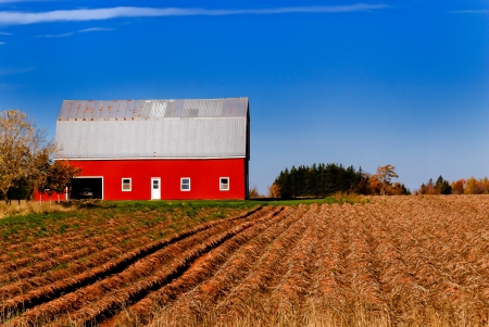 Bright red barn against blue sky, rows of harvested potatoes leading to the buildingのeditorial素材